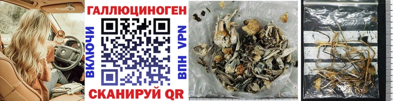 купить   Старый Оскол  Псилоцибиновые грибы GOLDEN TEACHER 